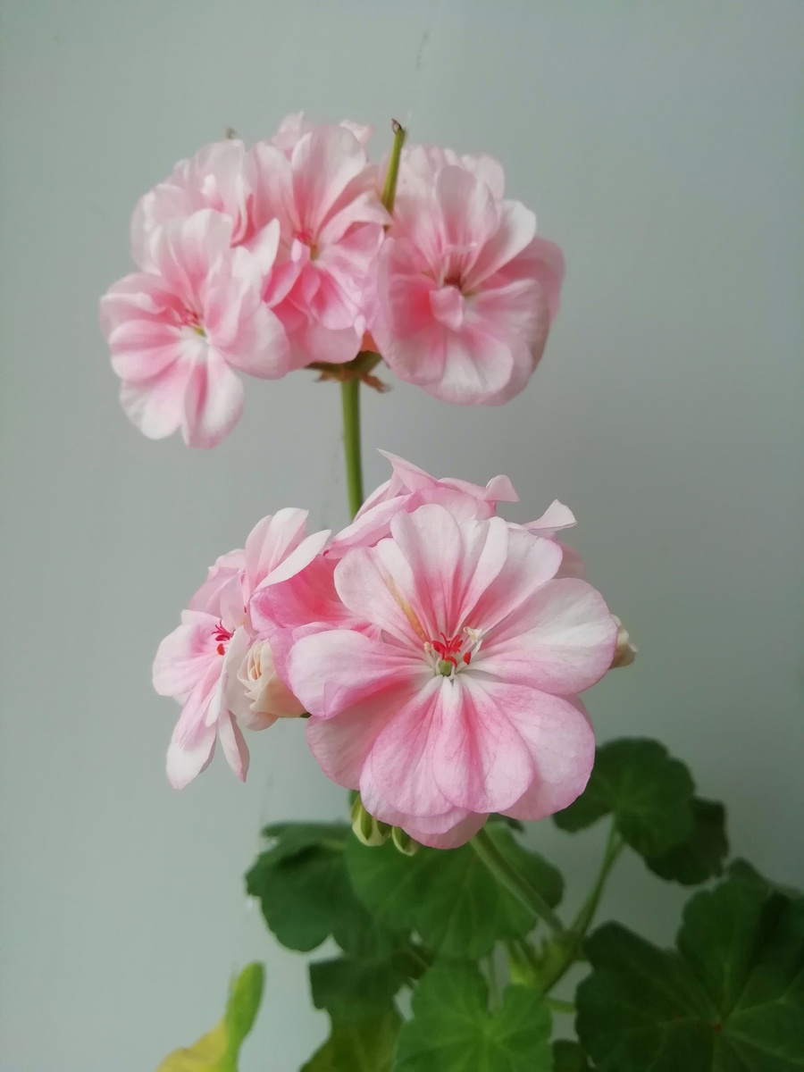 Цветёт и даже семеные клювики выдаёт 