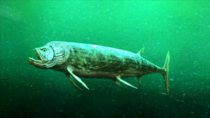 Рыба новой формации