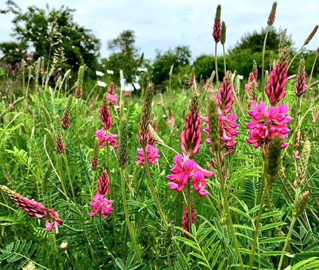 Эспарцет цветёт долго. Распускается постепенно снизу вверх.