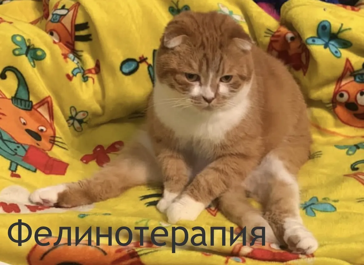 Кот-психотерапевт 