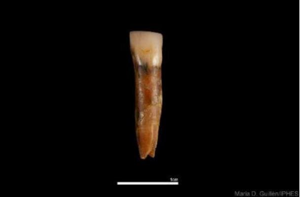 Резец Homo antecessor был обнаружен во время кампании 2024 года в подразделении TD6 на Гран-Долине. 