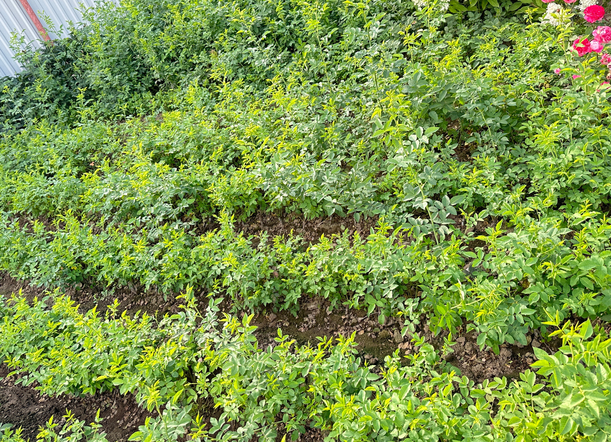 Подвои подрастают.