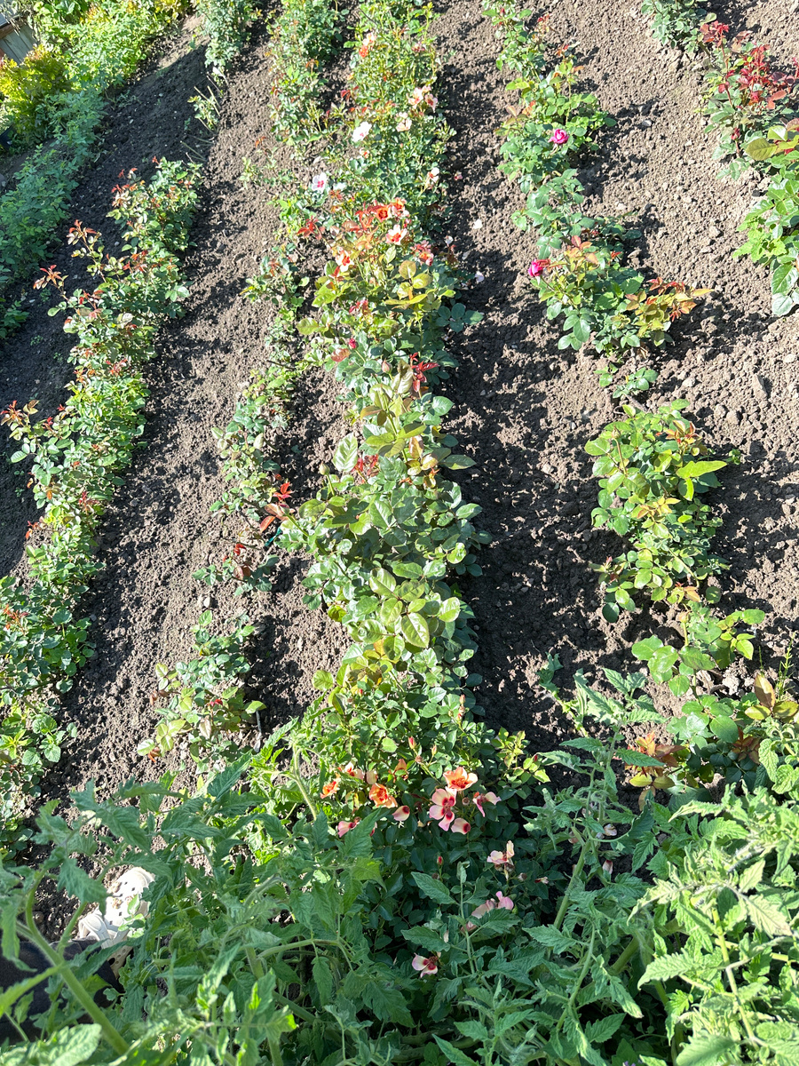 Взгляд направо (на переднем плане - вездесущие помидоры).