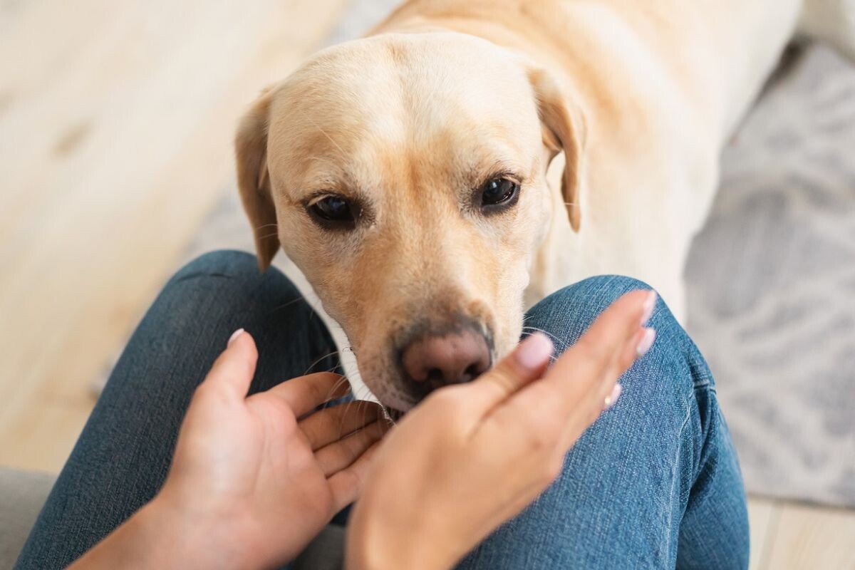Собака знакомиться с гостем 