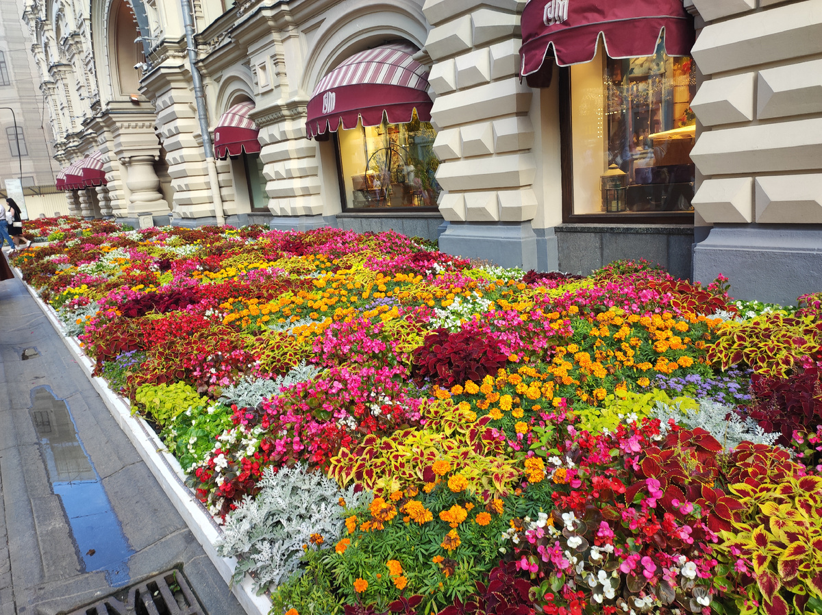 Москва. Клумбы у ГУМа радуют глаз.