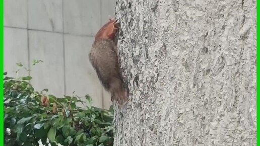 Смешная белка 🐿️