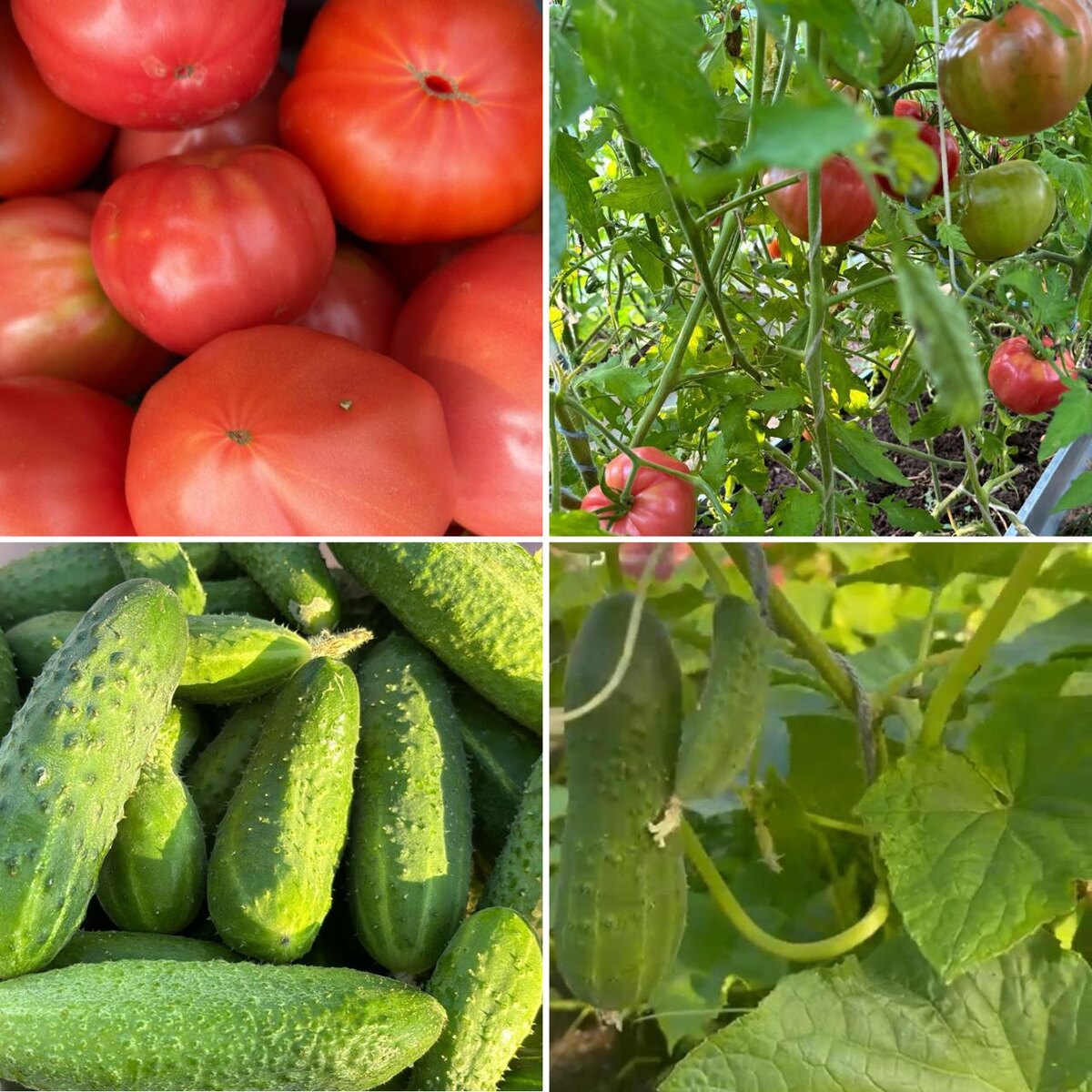 В голове появился целый рой планов и хотелок. Что я буду выращивать на своем благословенном участке? Хочу! Хочу! Хочу! Меня уже трудно было остановить. Все мои мысли были о том, как летом я буду отдыхать и набираться сил перед новым учебным годом. А перед глазами стоял огород в изобилии всех растишек, которые только могла вспомнить моя память. Цель поставлена, двигаемся вперед.