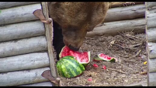 Медведь Мансур наслаждается арбузами🐻🍉🌞