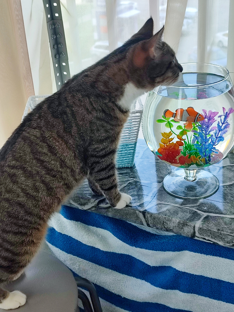 Ну и Тиша. Куда же без неё?