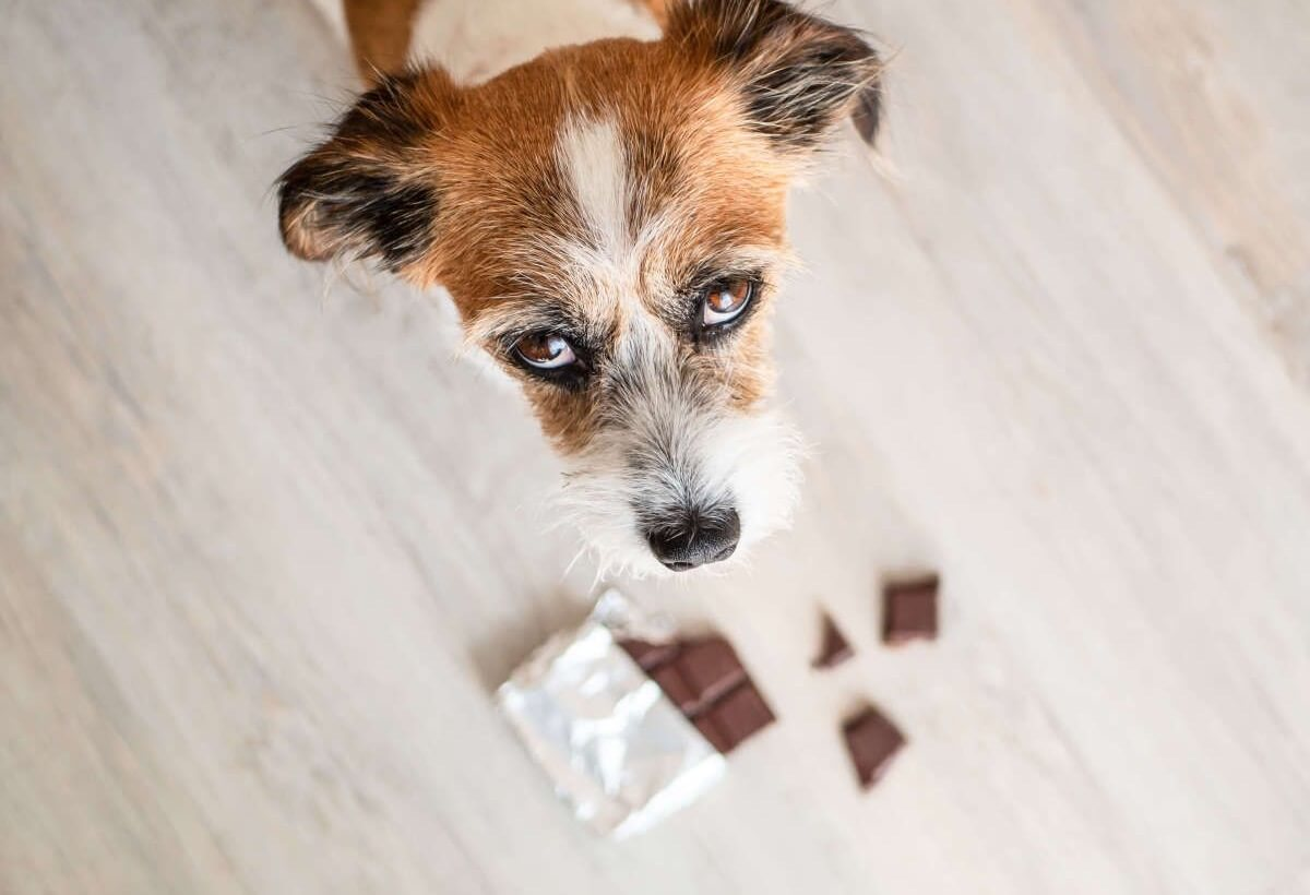 🐶Согласитесь, сложно устоять, когда из под стола на тебя смотрит жалобная пара глаз и молча и  требует чего-нибудь съедобного. Нередко люди делятся вкусняшками со своими пёселями и обычно ничего плохого не происходит 
Но всё поменяется, когда вы узнаете, что некоторые продукты, которые мы едим с удовольствием, могут оказаться опасными или даже ядовитыми для собак

Следите чтобы пёс случайно не съел

молочные продукты (не рекомендуется давать взрослым собакам)
сахарозаменители
алкоголь
кофеин
любые другие орехи (существует опасность перекрытия дыхательных путей)
лук и чеснок (способны вызвать у собаки анемию)
виноград и все его производные, включая изюм (опасны для собаки тем, что могут вызвать почечную недостаточность)
слишком жирная или жареная пища (все те же проблемы с ЖКТ, что и у нас с вами)

Берегите своих питомцев!
