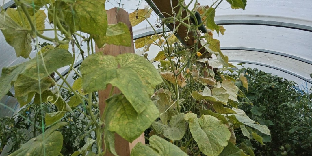 Избавляюсь от паутинного клеща на огурцах в теплице. Делаю так, чтобы собирать огурцы до заморозков