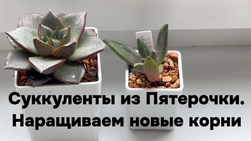 Суккуленты из Пятерочки. Наращиваем новые корни