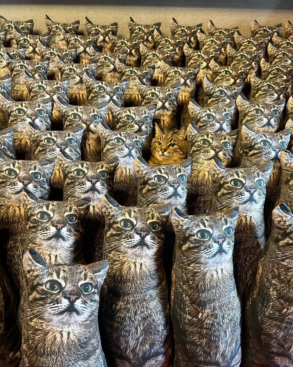 найди кота среди "номиналов")))) Источник Яндекс-картинки))))