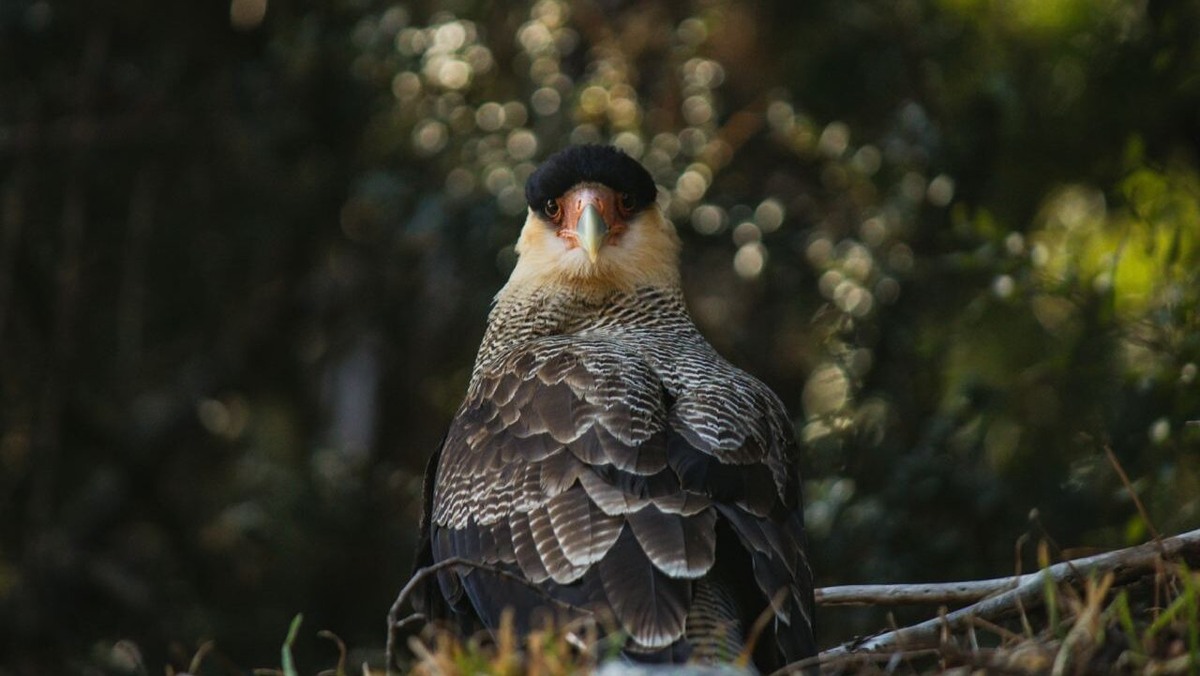    10 августа крестьяне слушали пение птиц. Фото: unsplash