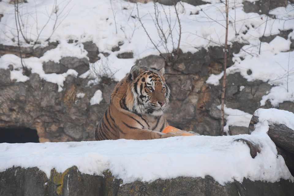    В дикой природе России сейчас обитают 750 амурских тигров Михаил ФРОЛОВ