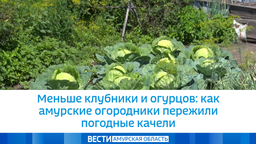 Меньше клубники и огурцов: как амурские огородники пережили погодные качели