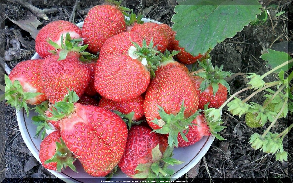 https://vk.com/photo-159774511_457267942. Клубника  "Цунаки"