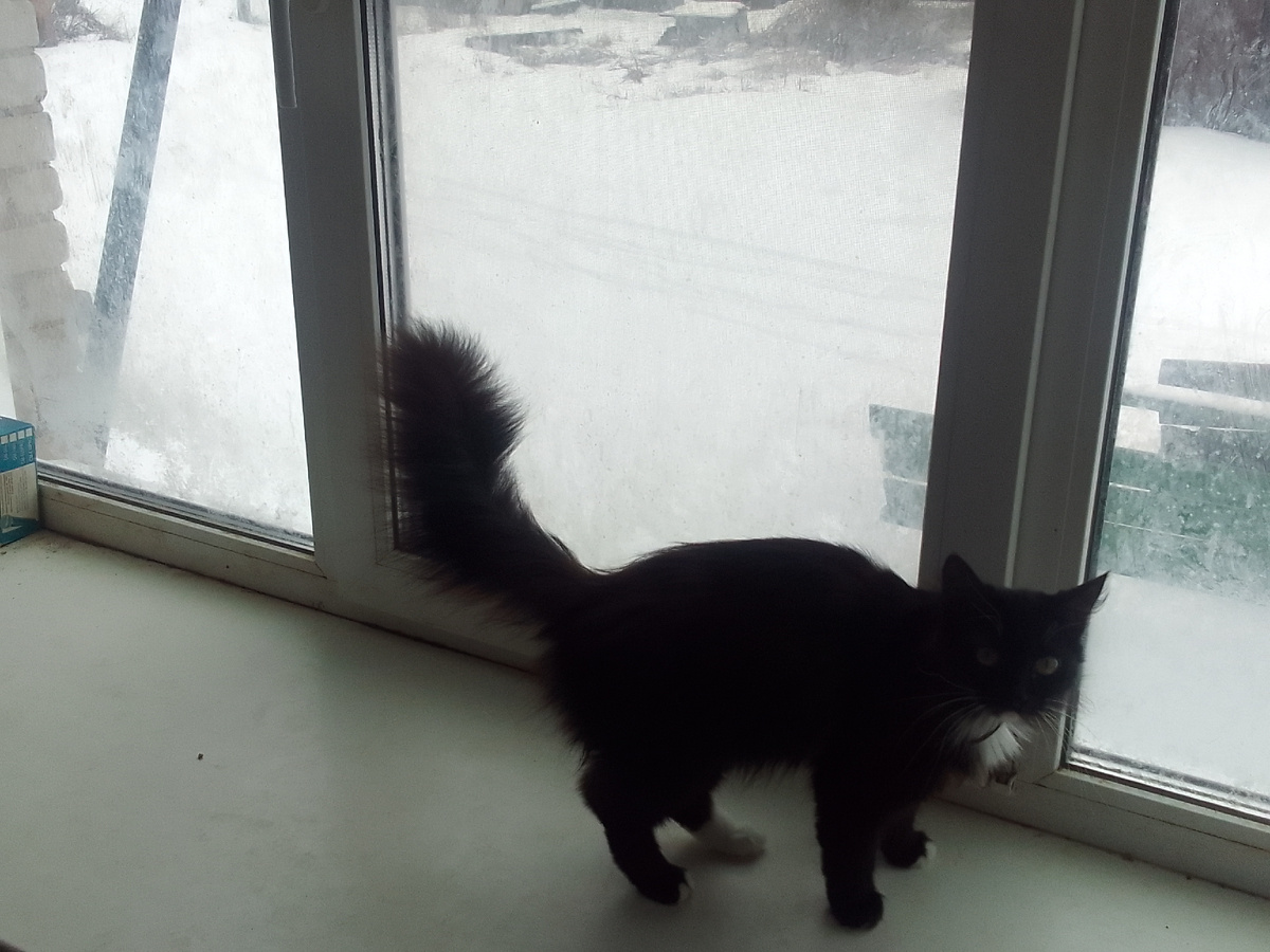 Октава: я тебя люблю Серж 