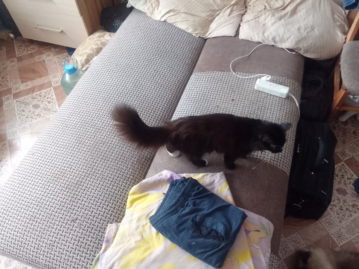 Октава просто прошла по дивану