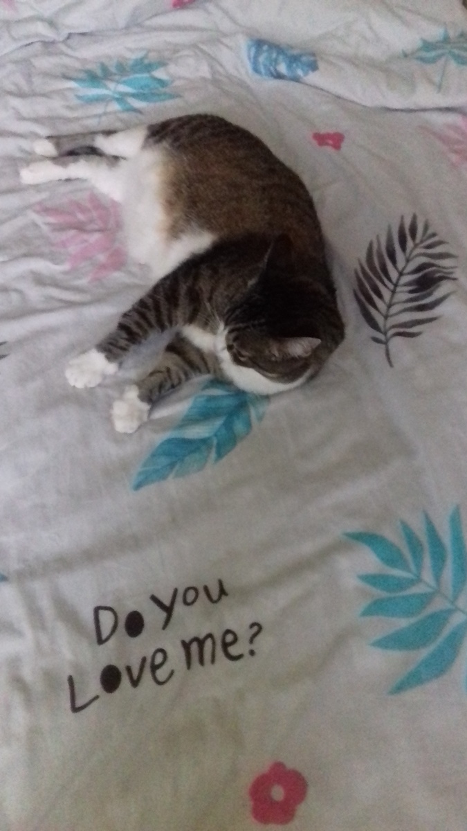моя кошка