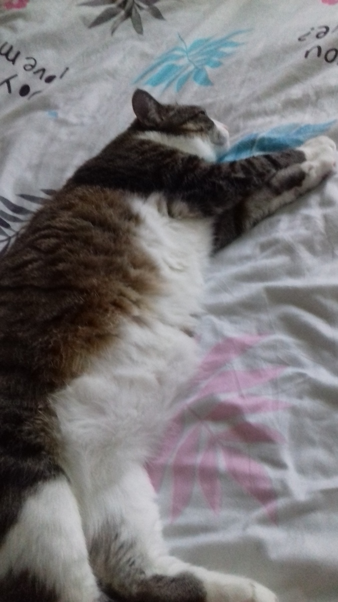 моя кошка