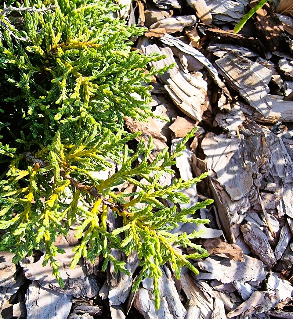 Diselma archeri 'Hulsdonk' в моем саду. Анапа.