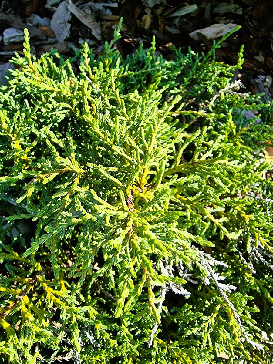 Diselma archeri 'Hulsdonk'