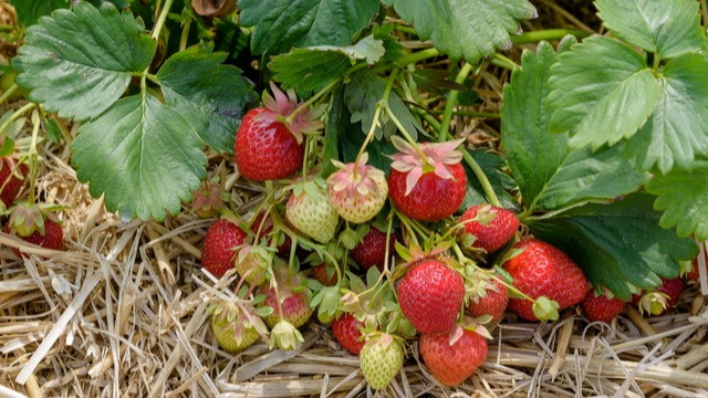 Раньше совершал 3 ошибки с клубникой в конце августа и терял урожай в следующем сезоне: рассказываю, что исправил