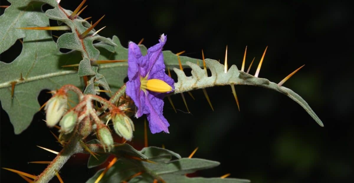    Дикий паслен с большими колючками / © www.nhm.ac.uk, Sandra Knapp