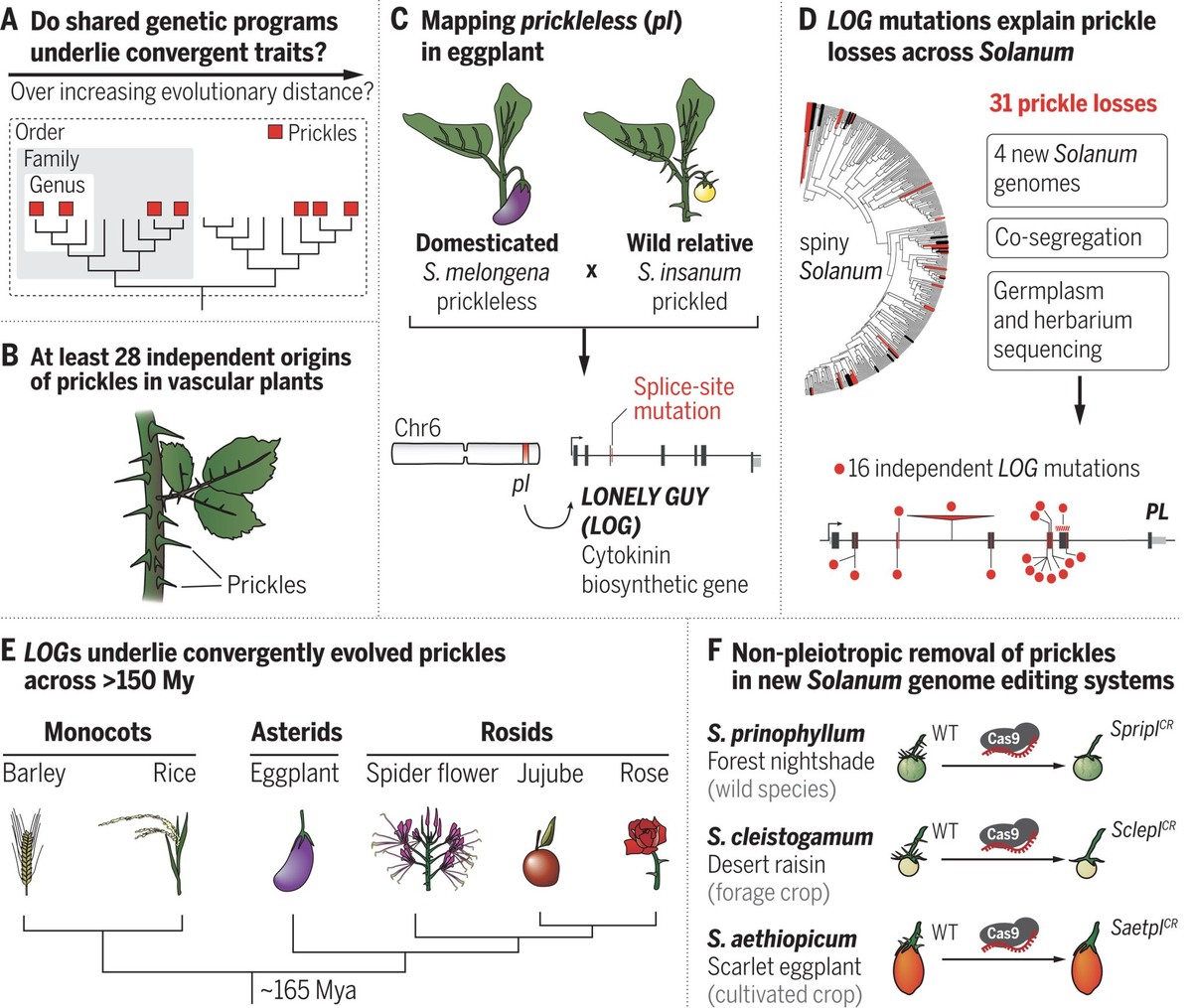    Схожие генетические механизмы развития колючек у растений. (A и B) Главный вопрос исследования (A) и независимое появление шипов у растений (B). (C – E) Картирование признака отсутствия шипов (pl) показало, что он определяется геном биосинтеза цитокинина LOG (C), гомологи которого отвечают за потерю колючек у всех видов Solanum (D), а также у других групп сосудистых растений (E). (F) Стратегия устранения колючек путем редактирования генома. Chr – хромосома; My – миллион лет; Mya – миллион лет назад; WT – дикий тип. / © James W. Satterlee et al., 2024, science.org