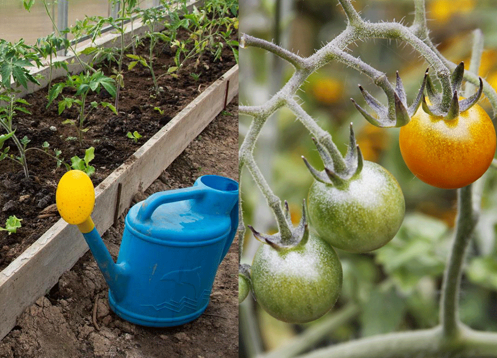 Простая подкормка для растений