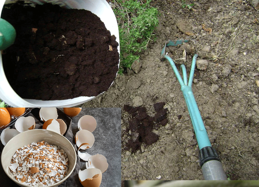 Яичная скорлупа и кофейная гуща ваши помощницы на огороде