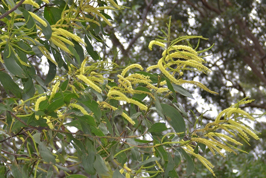 Блэк-воттл, чёрная акация, продолжает цвести в округе, фото из домашнего архива