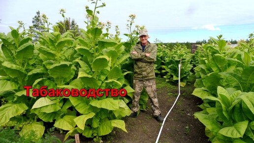 Табаководство: 10 Августа - лист созрел - пора убирать урожай.