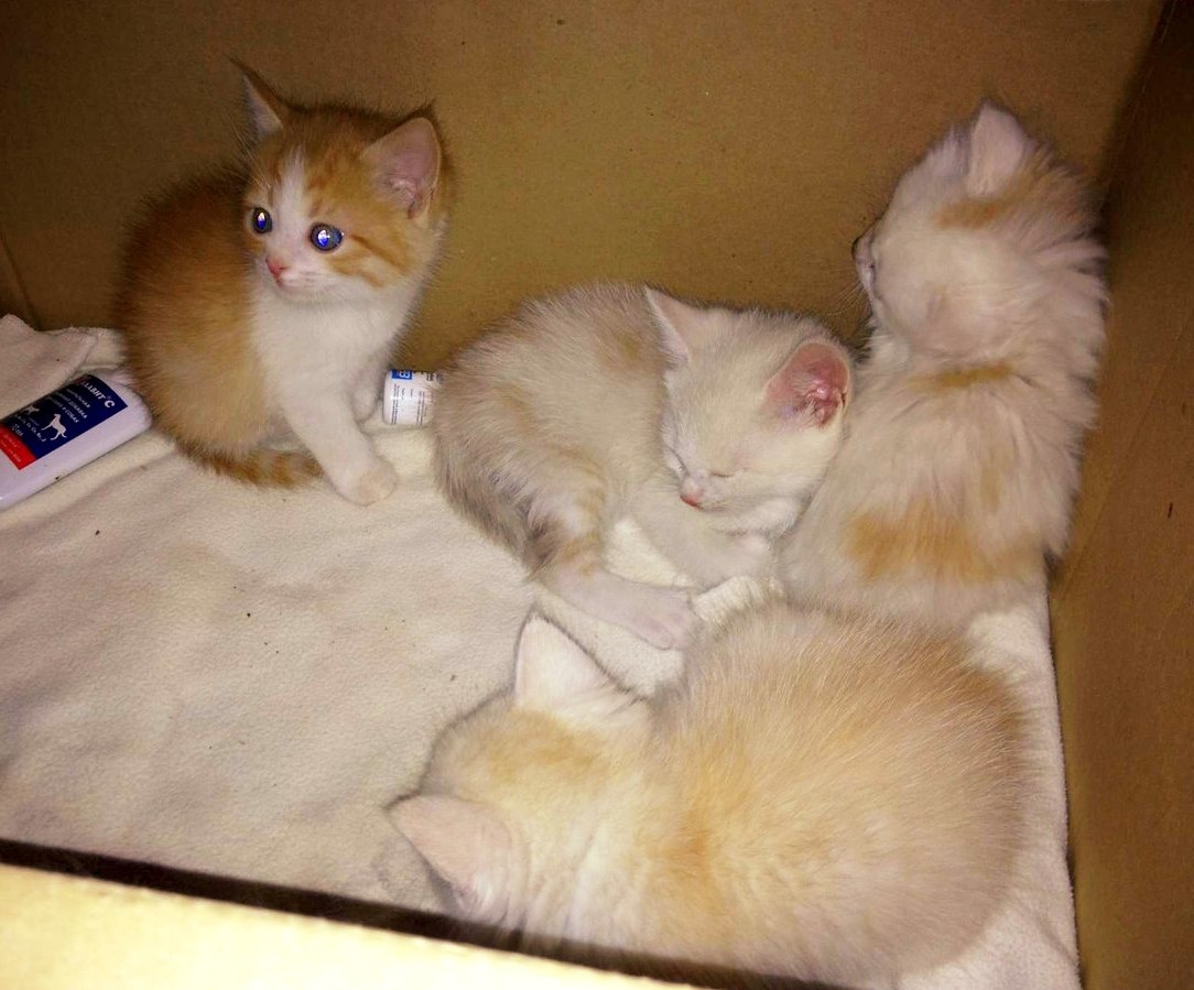 Мой будущий кот и его братья. 