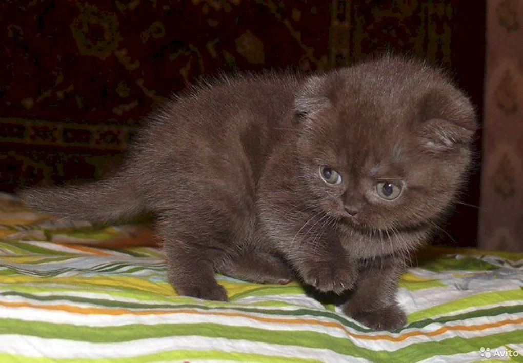 Шоколадный скоттиш-фолд. Изображение из свободного источника. 