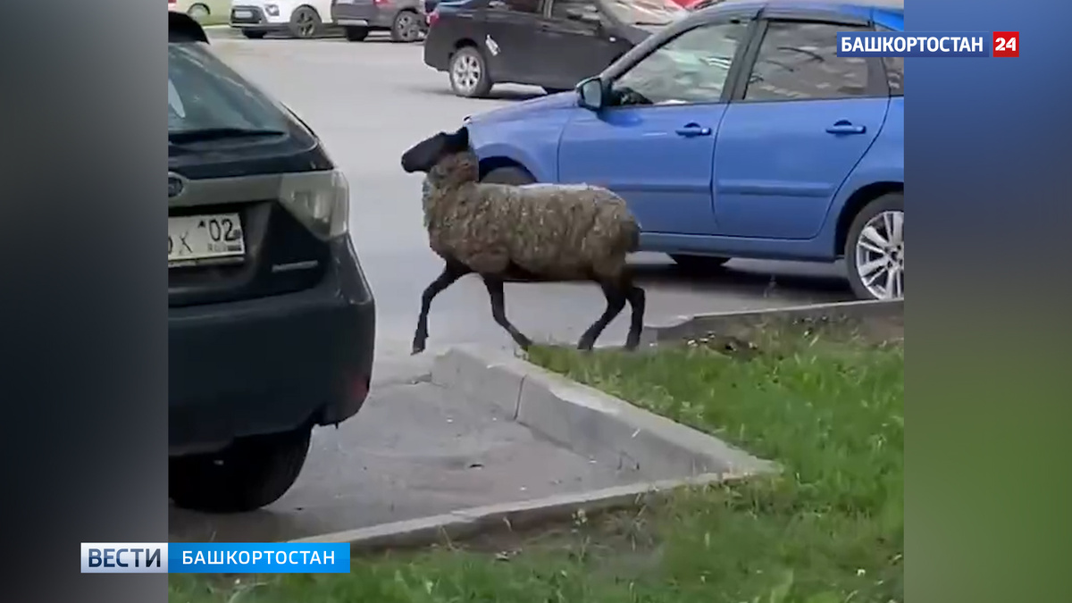    Бегающего по улицам барана сняли на видео в Уфе