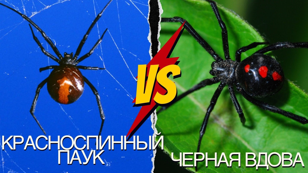 Изображение изготовлено автором