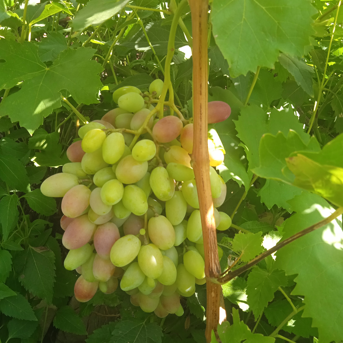 Виноград поспевает. Только он после поздних заморозков выжил. 
