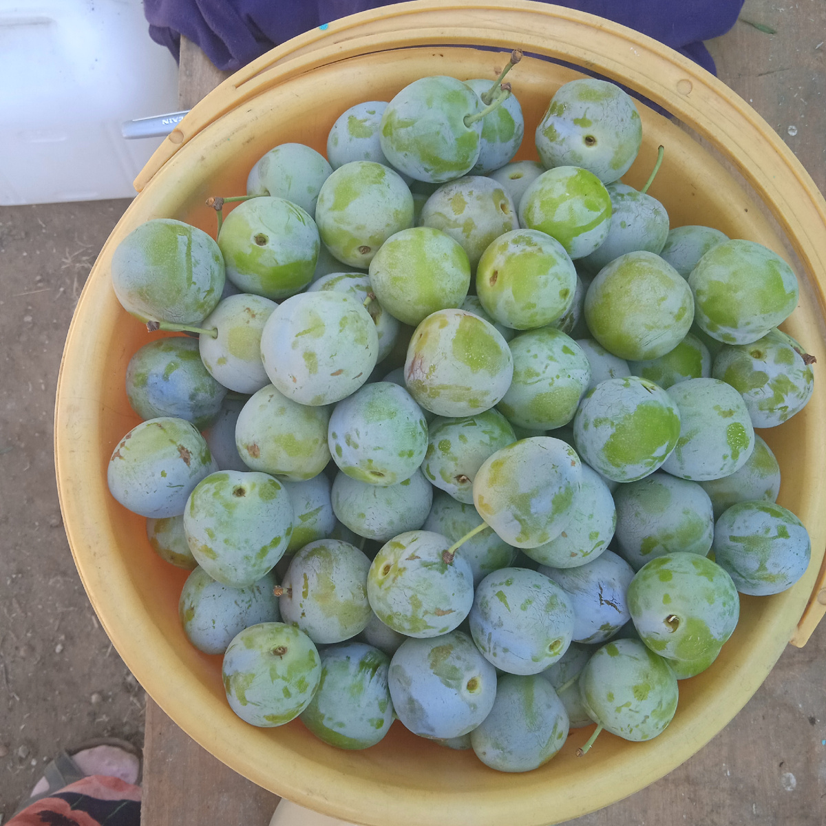 Первый урожай собран