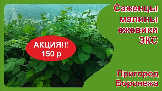 Распродажа малины и ежевики в августе. Пригород Воронежа