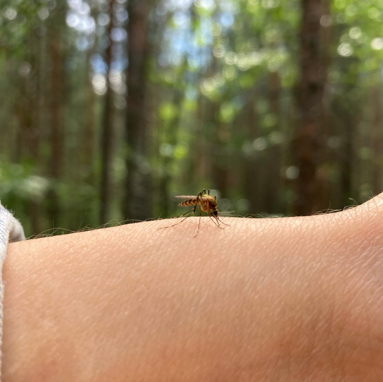    Санврачи Югры опасаются вспышки туляремии в Югре