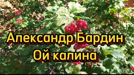 Александр Бардин 🎶Ой калина🎼 группа Садко