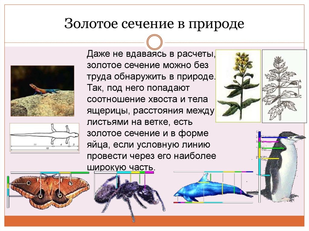 И хотя формула Золотого Деления была известна в науке ещё со времён Пифагора всё же именно великий Леонардо Да Винчи ввёл её обиход, назвав Золотое Деление "Формулой ЗОЛОТОГО СЕЧЕНИЯ", из-за чего её-9