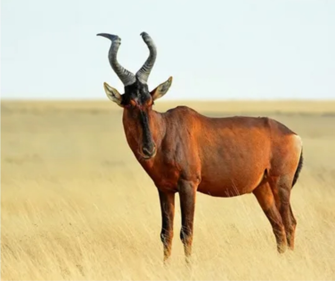 Коровья антилопа (бубал). фото находится в открытом доступе 