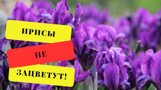 Ирисы после цветения. Как пересадить, чтобы было обильное цветение. Показываю на схеме