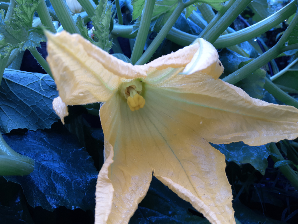 Цветопередача в старом моём телефоне хромает.  Кабачку дождь не помеха, цветёт