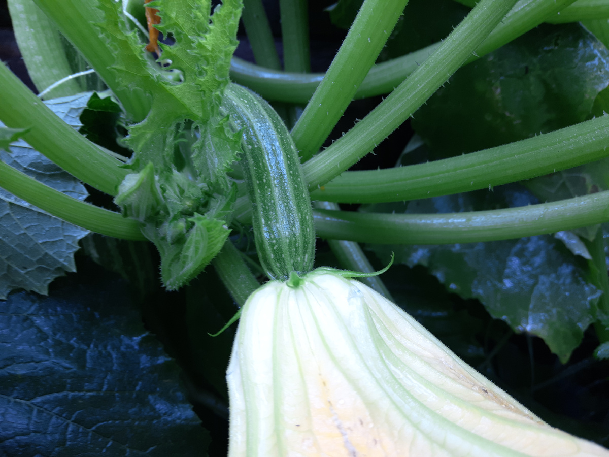 Новенький скоро будет