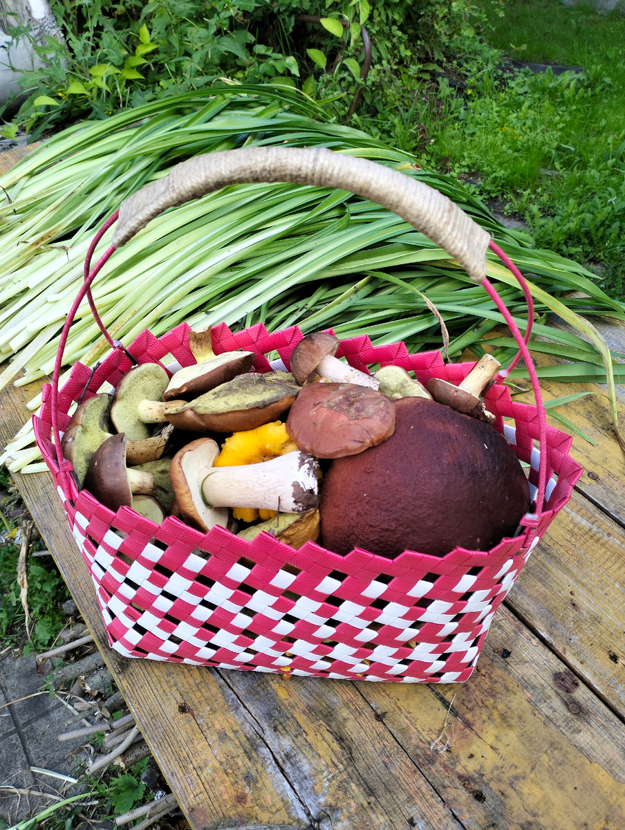 Это небольшая часть собранных грибов