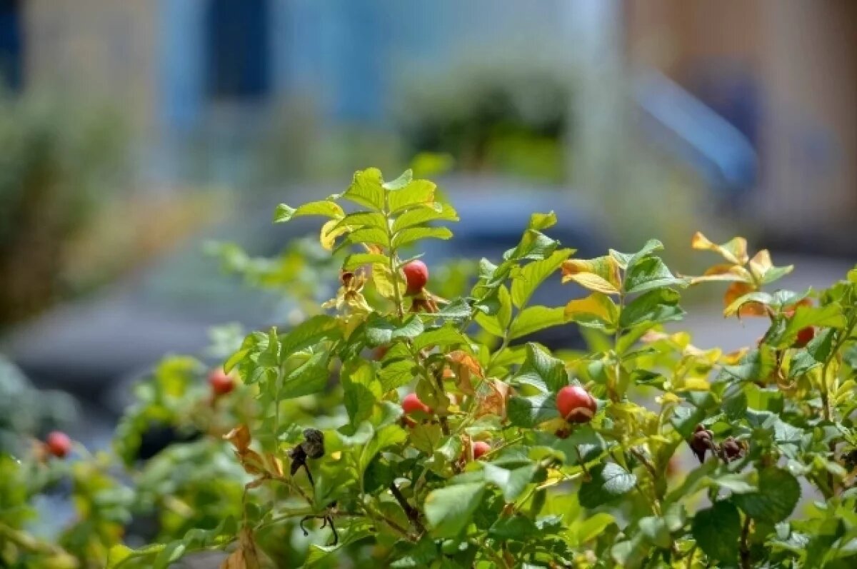    11 августа в Туле ожидается облачная погода и небольшой дождь